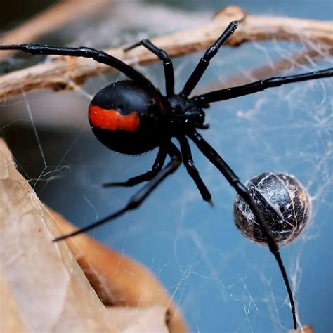 Spiders in Australia - Coastal Pest and Hygiene Solutions