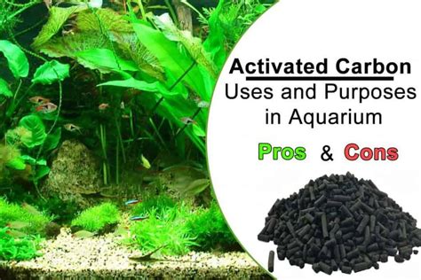 Everything About Aquarium Activated Carbon Shrimp And Snail Breeder