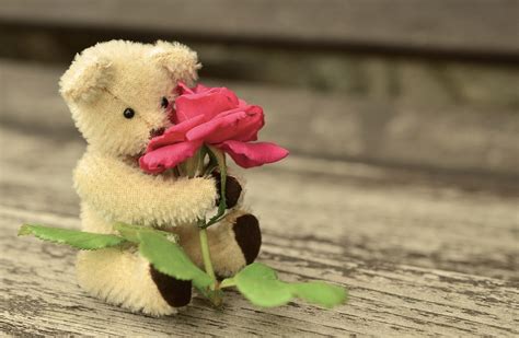 Teddy Bear Rose - Free photo on Pixabay