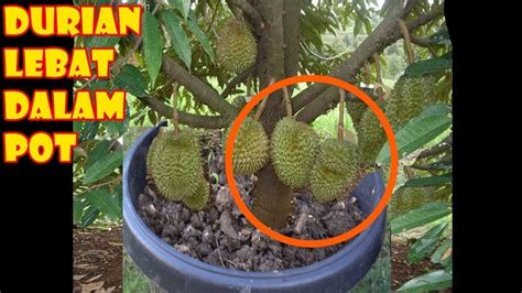 Budidaya Tanaman Durian Agar Cepat Berbuah Dan Produktif Taman