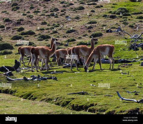 Guanaco herd, Patagonia,Chile Stock Photo - Alamy