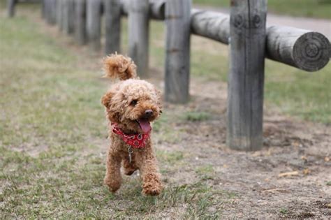 Top 10 Best Lap Dogs - Lens And Leash