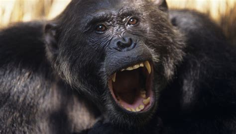 Chimpanzee Adaptation | Sciencing