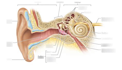 Structures Of The Ear Diagram Quizlet