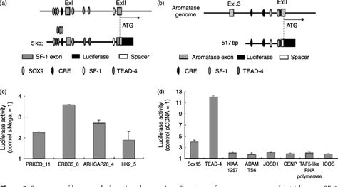 Figure 2 From Identification Of Nr5a1 Sf 1 Ad4bp Gene Expression