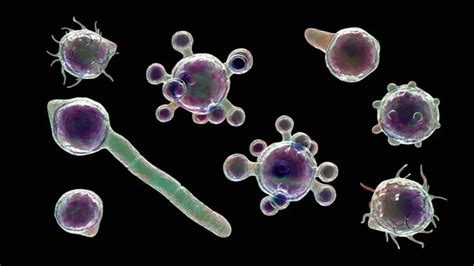 Conidiobolus coronatus microscopic fungi, 3D illustration. Causes ...