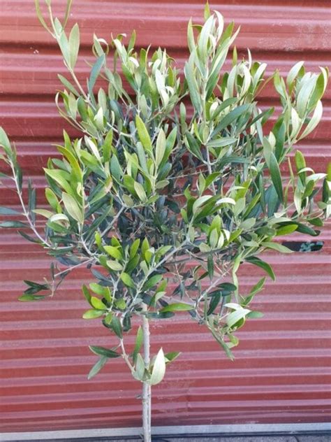 Olea Correggiola Olive Standard 12 Pot Hello Hello Plants