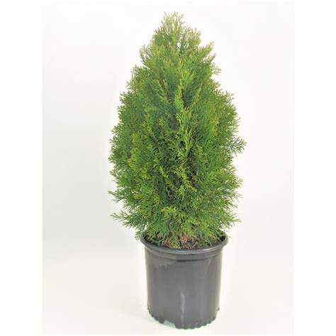 Bell Nursery 3 Gal Emerald Green Arborvitae Thuja Live Evergreen Shrub Thuja3sgd1pk The