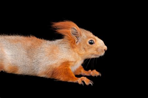 Eurasian Red Squirrel Sciurus Vulgaris Exalbidus Joel Sartore