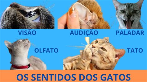 OS SENTIDOS DOS GATOS YouTube