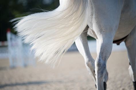 Hair Extensions for Horses: How to Put in a Fake Tail - Horse Rookie