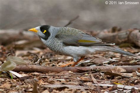 Noisy Miner A Very Cute And Cheeky Australian Native Bird