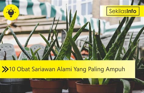 10 Obat Sariawan Alami Yang Paling Ampuh Sekilasinfo Net