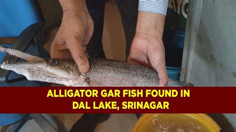 Alligator Gar Fish Found In Dal Lake Srinagar Youtube