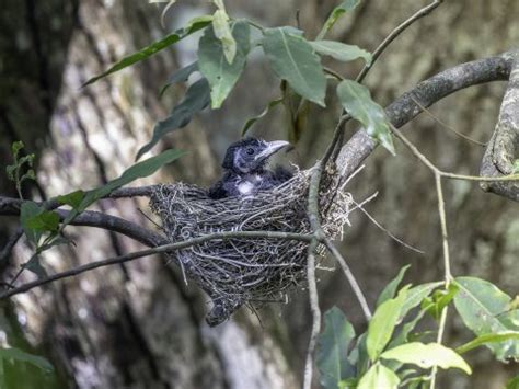 Dicrurus Bracteatus Dicruridae Spangled Drongo Save Our Waterways Now