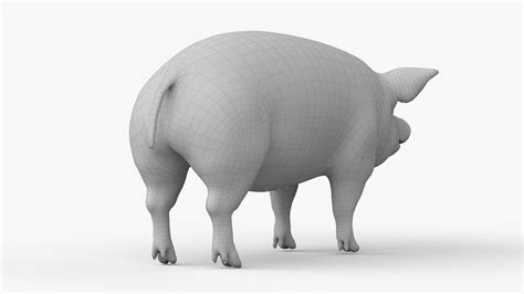 Full Male Pig Anatomy Static 3D model - TurboSquid 1934212