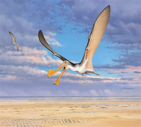 Unearthing Prehistory: Australia’s Oldest Pterosaur Bones Date Back 107 ...