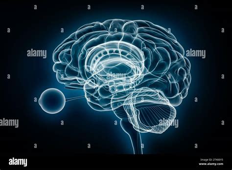 Vue De Profil Radiologique Du Cerveau Entier Avec Illustration Du Rendu