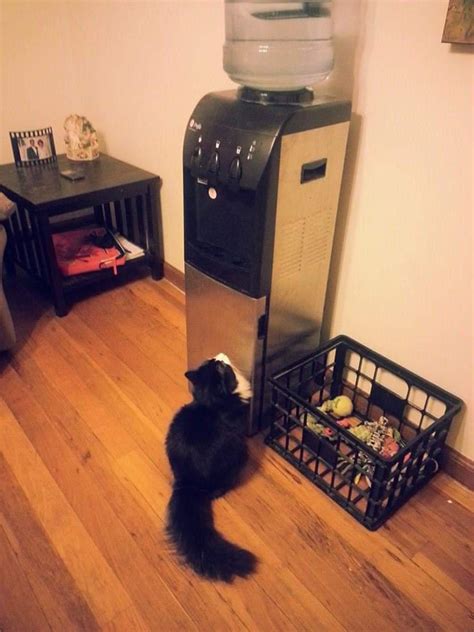 Kodiak And His One True Love The Water Cooler Rbottlebrush