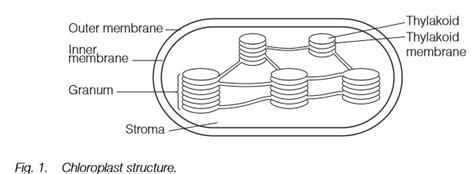 Structure of Plant cell Plastids and mitochondria