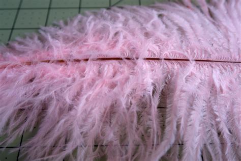 How To Choose Ostrich Feathers Out Of A Portrait