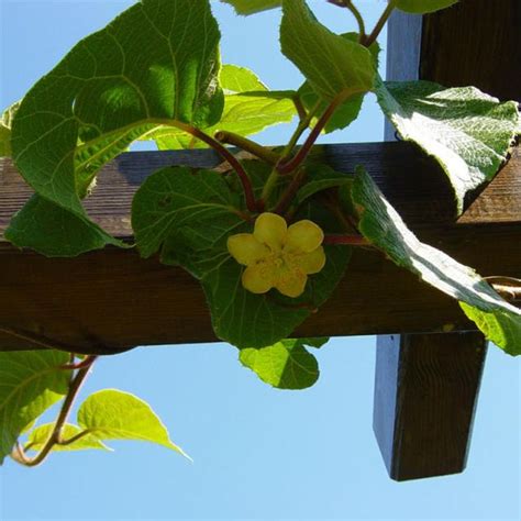 Kiwi Jenny Actinidia deliciosa Variété autofertile à petits fruits