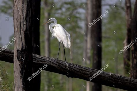 Great Egret Preens Itself On Trunk Editorial Stock Photo Stock Image