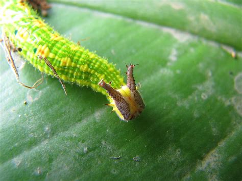 Greenhorncaterpillar Flickr Photo Sharing