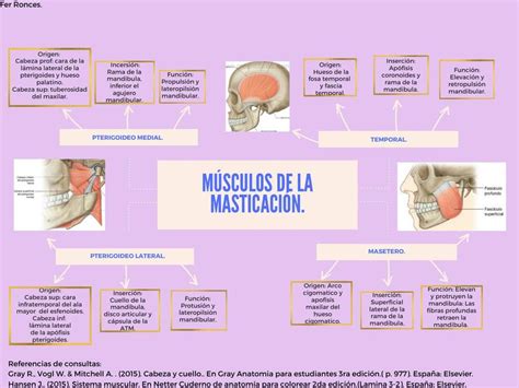 M Sculos De La Masticaci N Fernanda Madrigal Udocz