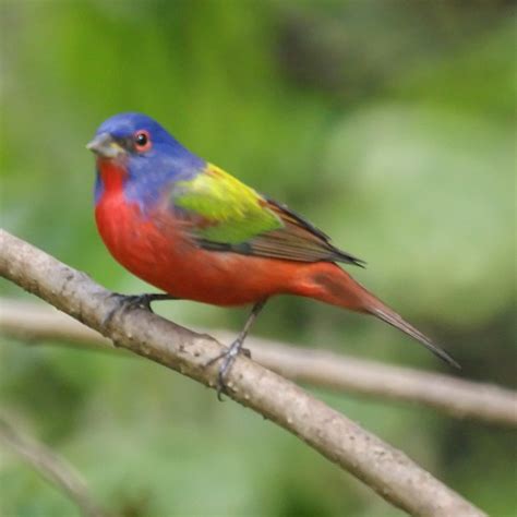 Flickriver: Mike's Birds's photos tagged with paintedbunting