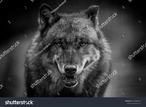 Dark Gray Wolf