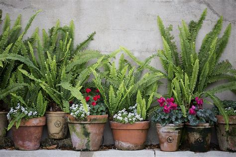 Garden Pots With Ferns Stock Image Image Of Wall Fern 57692439