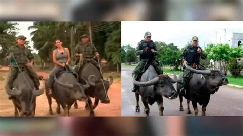 Policías De Brasil Patrullan A Bordo De Búfalos De Agua