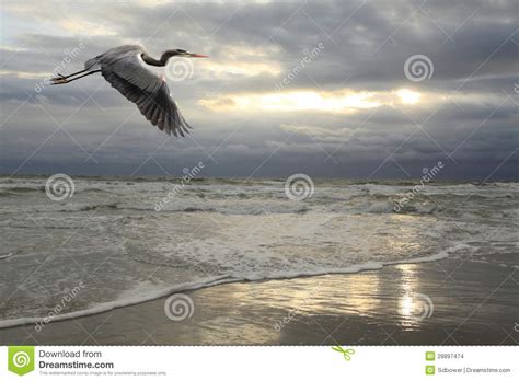 Garza De Gran Azul Que Vuela Sobre La Playa Tempestuosa Foto De Archivo