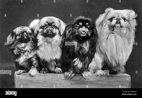 C 1930 Four Pekingese Of Varying Sizes Crowd Together For Space On A