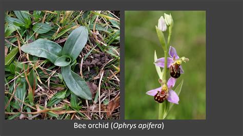 Identifying Orchids In Leaf Youtube