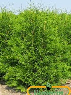 Thuja Occidentalis Brabant Baumschule Lienemann