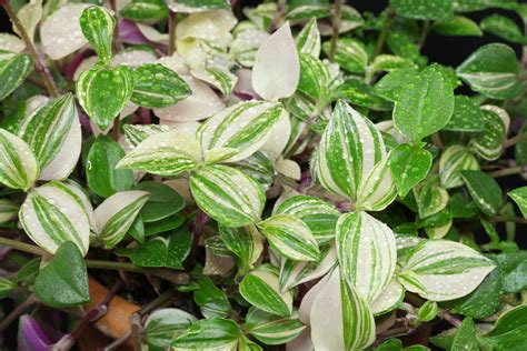 Tradescantia Fluminensis „tricolor