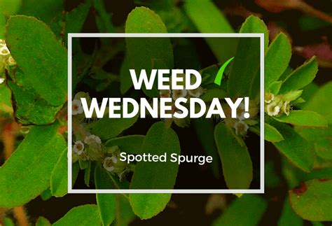 Weed Wednesday Spotted Spurge - ExperiGreen