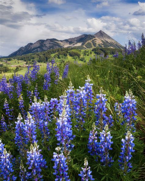 Crested Butte Wildflowers | Lars Leber Photography