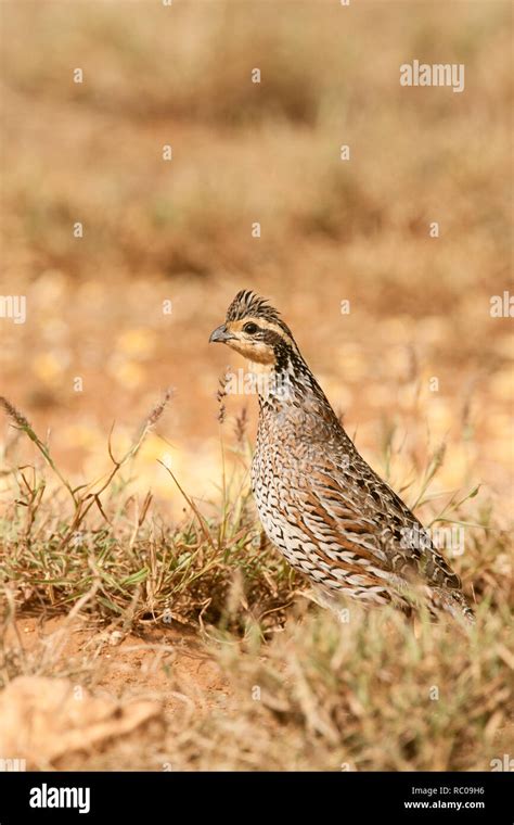 Linn Texas Usa Female Northern Bobwhite Colinus Virginianus