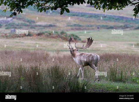 Fallow Deer Stag Dama Dama Roars To Warn Off Rivals During The Annual