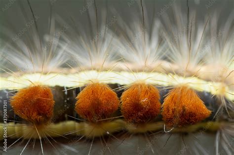 anatomy of a tussock moth caterpillar Stock Photo | Adobe Stock