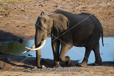 Photos And Pictures Of Big Tusked Bull African Elephant Loxodonta