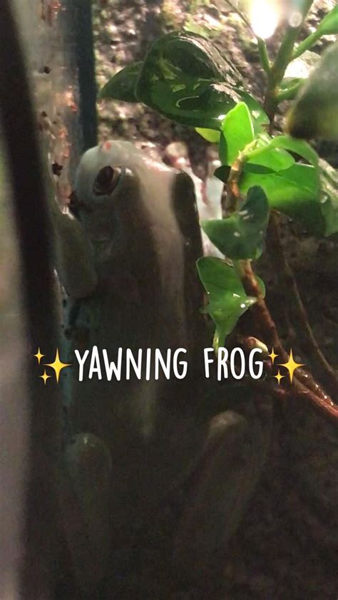 yawning frog in 2022 | Whites tree frog, Cute frogs, Frog