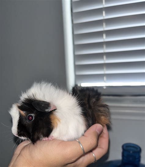 Male Guinea Pig Names