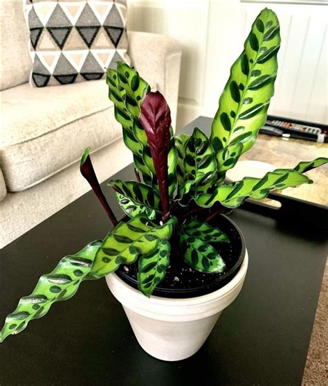 Rattlesnake Plant Calathea Lancifolia Care And Growing Guide