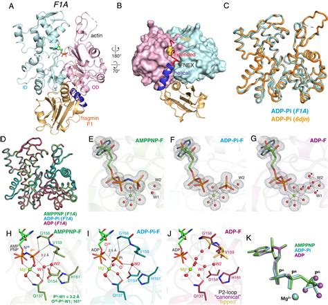 Structures And Mechanisms Of Actin ATP Hydrolysis PNAS, 56% OFF