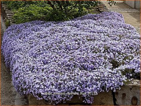 Kruipphlox Phlox Emerald Cushion Blue Vlambloem Flox Floks