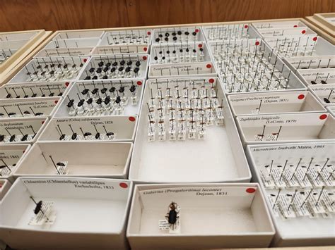 Rare Beetle Rediscovered After 55 Years